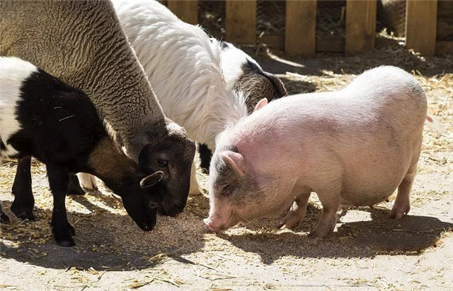 �������Ӽ�