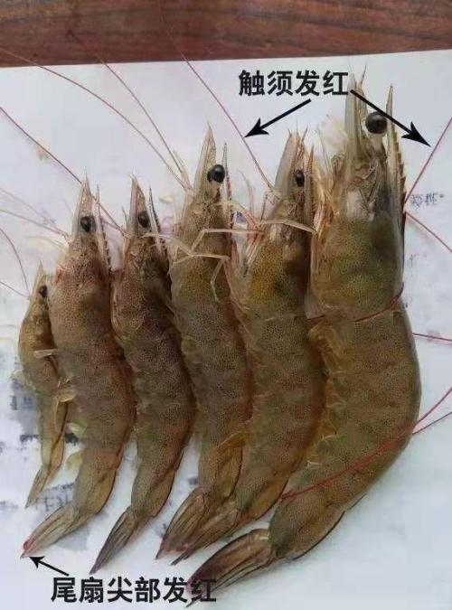 ��ϺӦ����֢״����