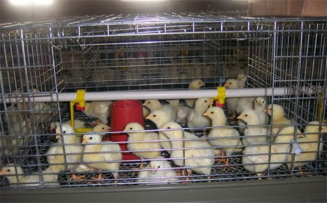 С����ֳͼƬ