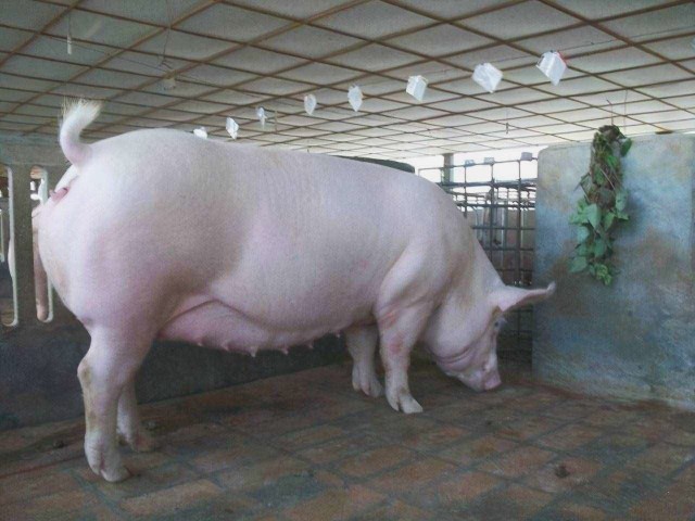 ĸ����������