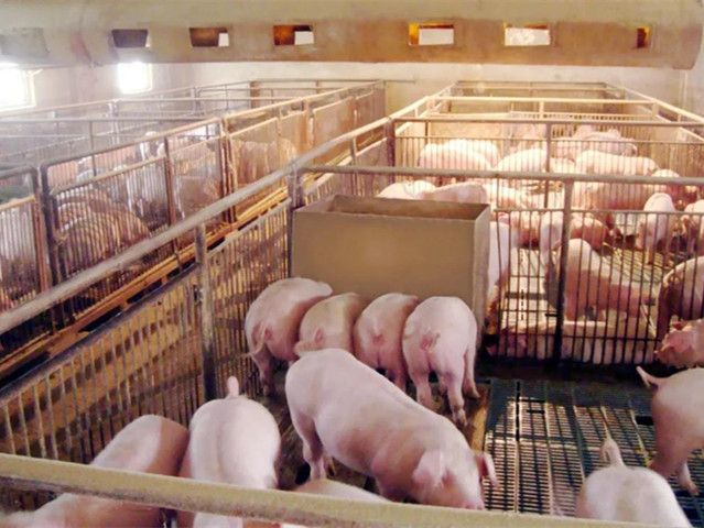 ���������Ӽ�