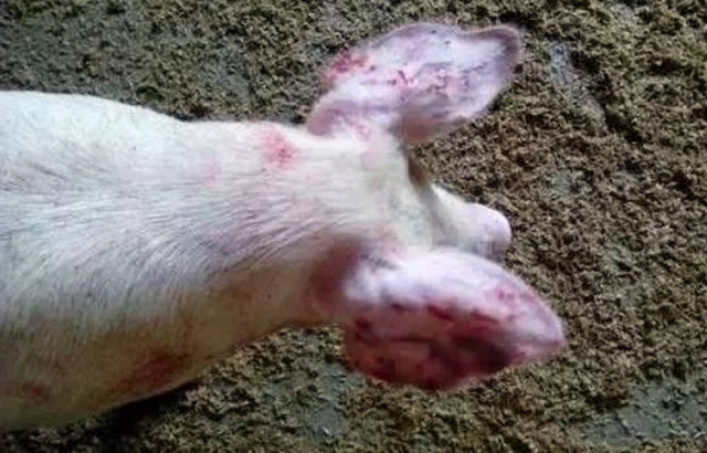 ��ҧ����ԭ��