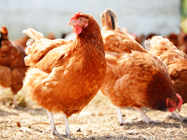 ΢��Ԫ�����ϵ���һ�棺���ϵ�˫�ر�������ֳ��˫����ֵЧӦ