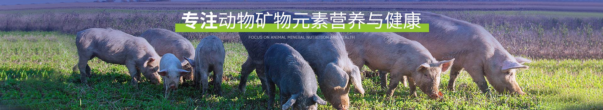 �߽�bbin��ӯ