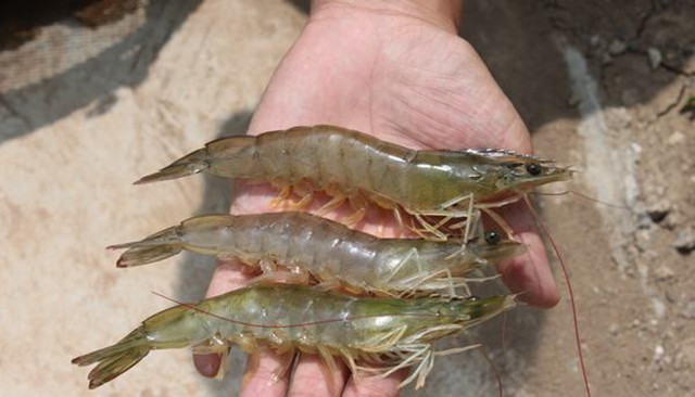 ��Ϻ��������΢��Ԫ��ȱ��