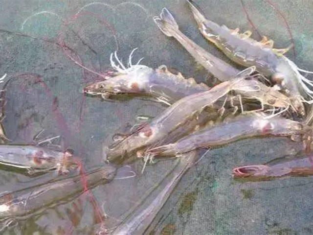 ��ϺӦ������