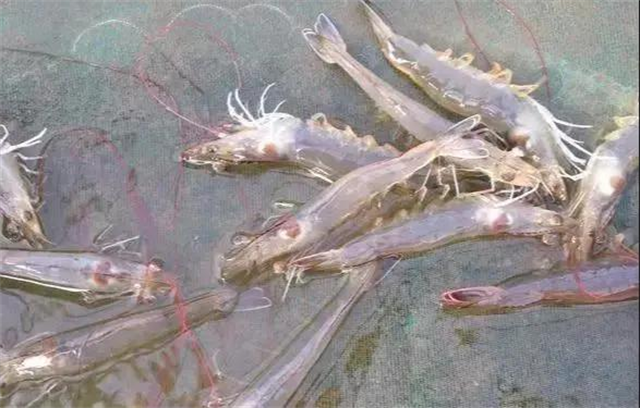 ��ϺӦ������