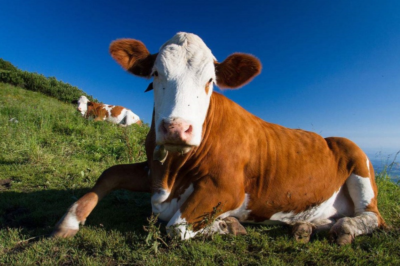 ������ţ��������Ҫ��