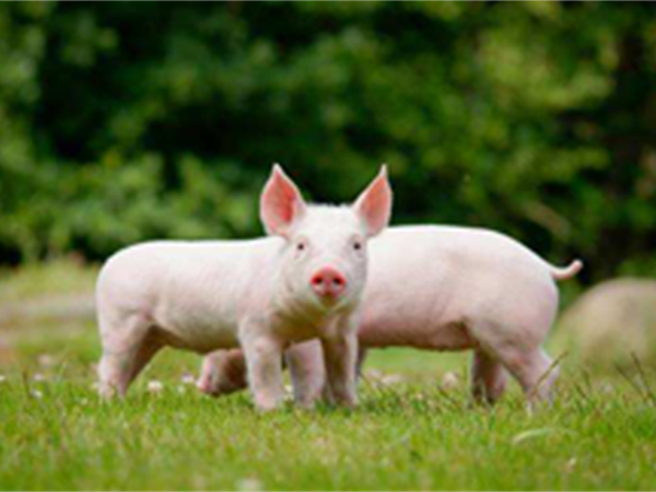 �������Ӽ�