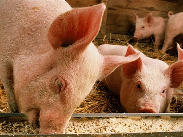 bbin��ӯ���š�����к+�������������ε����ģ�