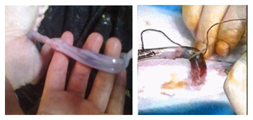 ����Ѫʹ��Ч��