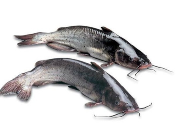 �л����޻�пԴ�԰ߵ��β�t�ֿ����»�����Ⱦ������