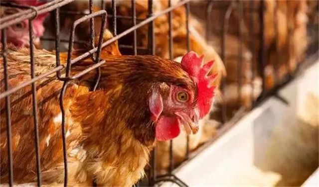 ������Ӧ��������