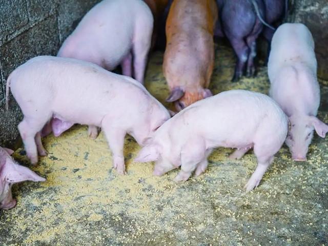 �����׶���������