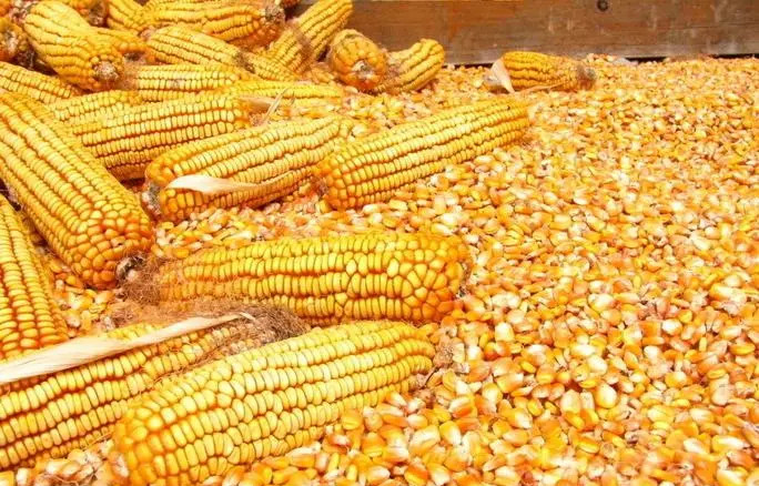 �����׶���������