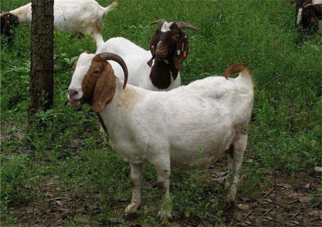 ������ֳ