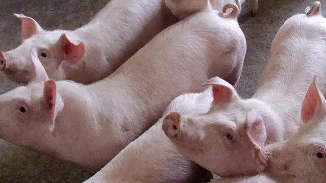 ���������ٶ�����ô��