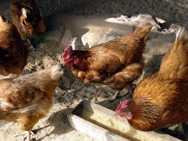 �����������½���ô�������ŵ����������Ӽ�������������