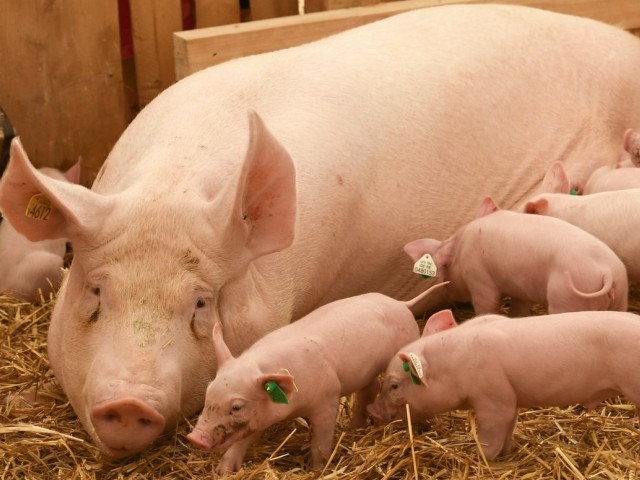 ĸ������