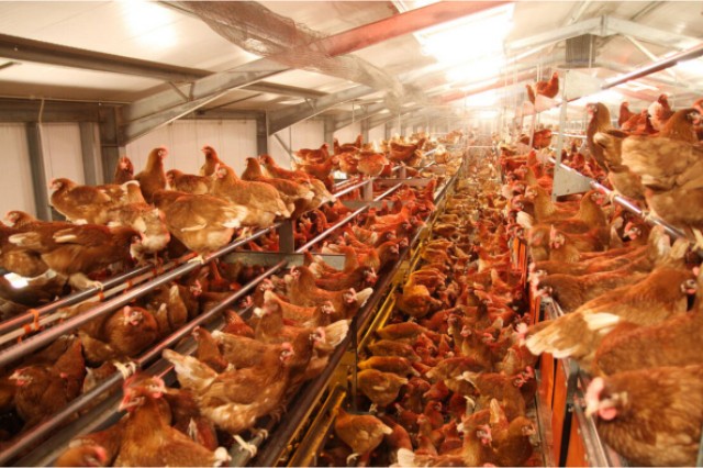 ������Ӧ��������������