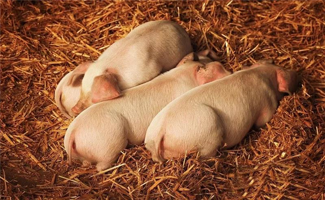 ���������Ӽ�