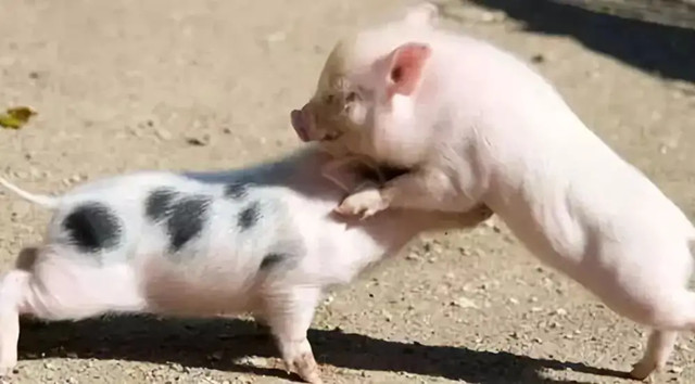 ʲô����¸�����Ȧ