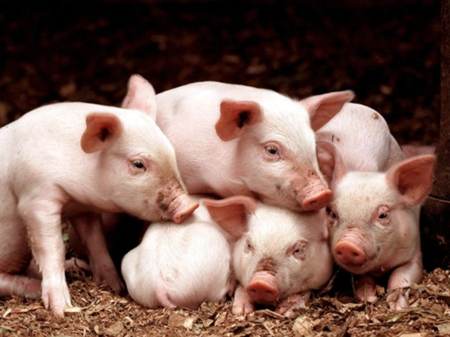 ȫ���Ͽ�������