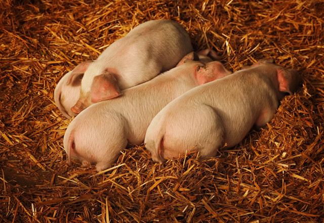 �������̸�к��ô��