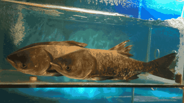 �������Ӽ�