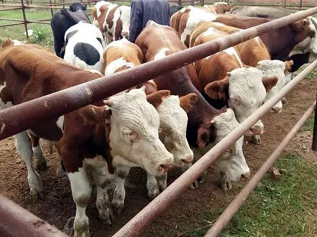 ��ţ��������ι������