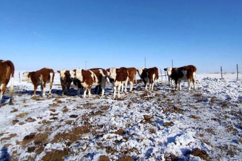 ����ţ����ֳ