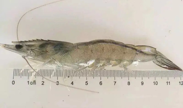 ��Ϻ��ͬʱ�ڵĲ�����֪