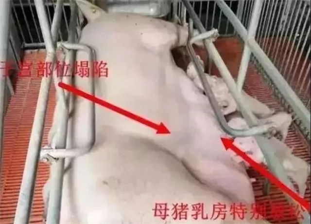 �ж�ĸ���Ƿ�����2����������