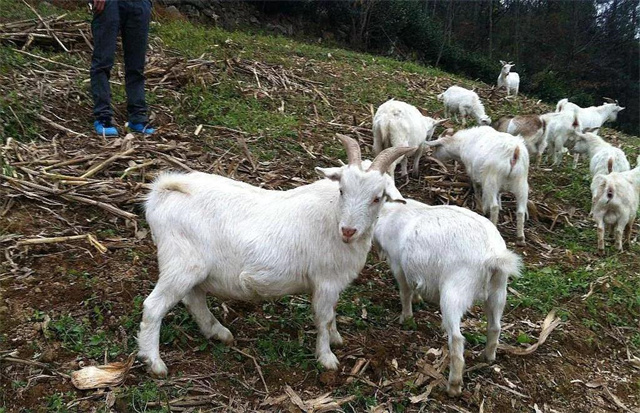 ��ֳ������׼