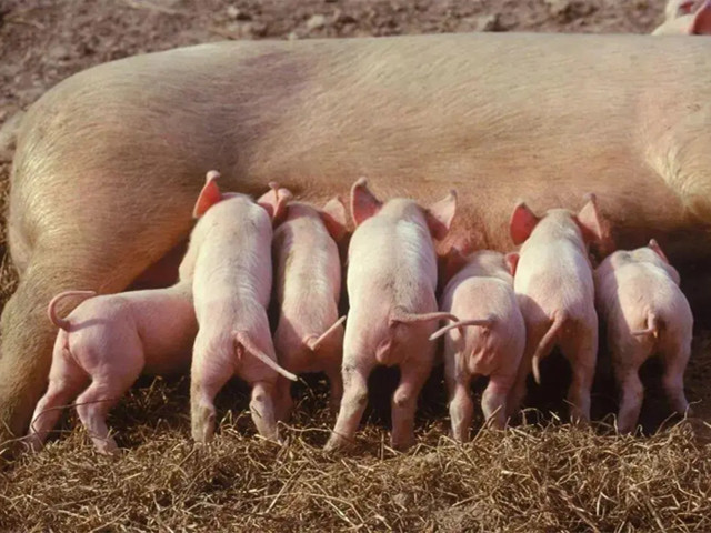 �����ٲ�Ѫ������������ĸ������Ѫ�������Ч����