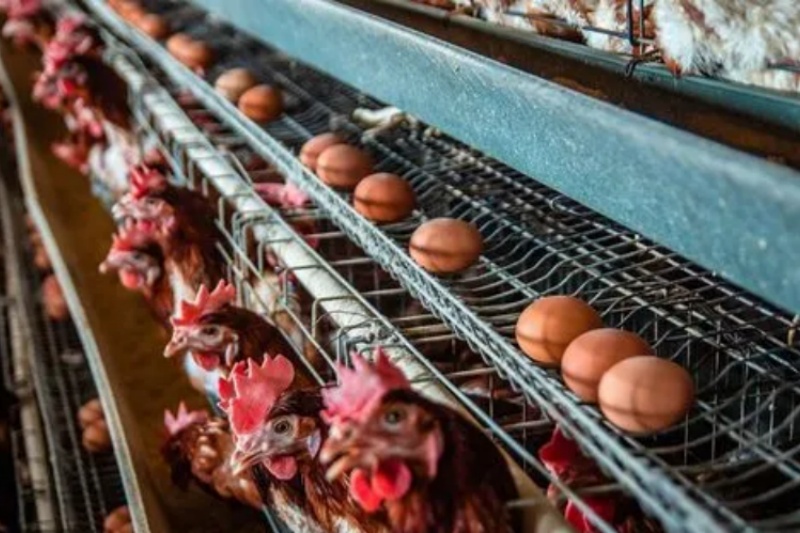 ����������������Ҫ��