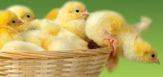 �������Ӽ�