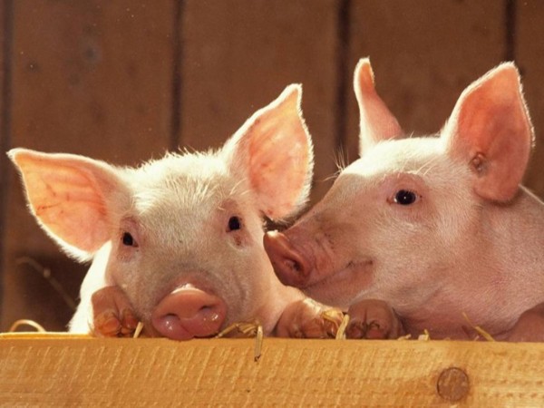 ��������������ֳ�е�Ӧ��