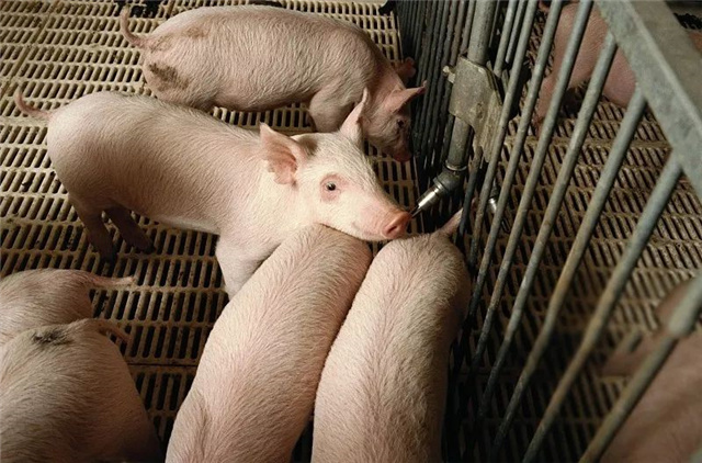 �������Ӽ�