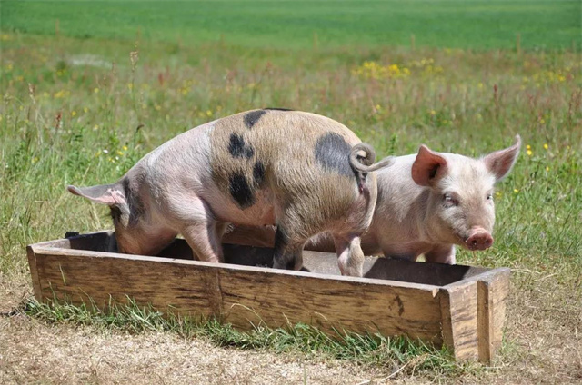 ���ۻ���