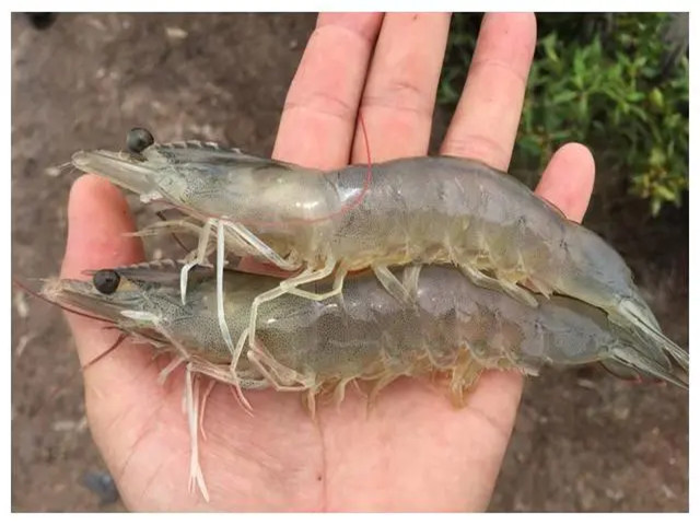 ��Ϻ��ֳʲôʱ����Ҫ��������Щ��Ϻ����Ҫ��һ��Ҫ�ղأ�