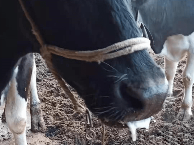 ţ��Һ������