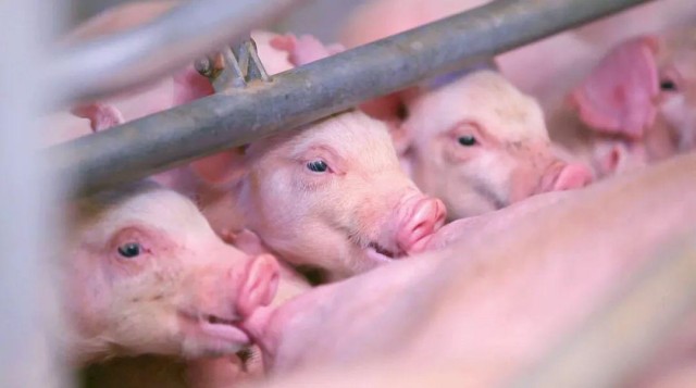 �ļ�������������